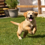 Cosequin for Puppies: Is It Safe and Does It Help?