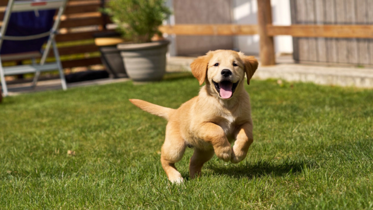 Cosequin for Puppies: Is It Safe and Does It Help?