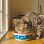 Mature Cat Food: What Changes and Why It Matters