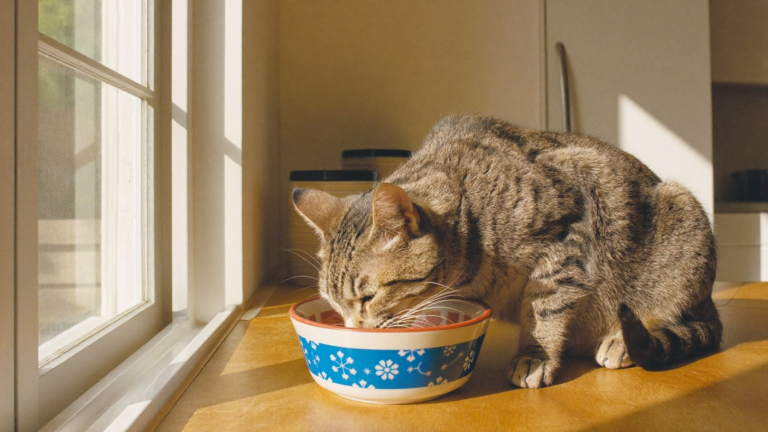 Mature Cat Food: What Changes and Why It Matters