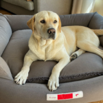 Orthopedic Memory Foam Dog Bed: What Actually Helps Senior Dogs