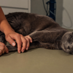 Cat Arthritis Treatment: What Actually Works