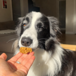 Antinol for Dogs: What It Does and How Well It Works