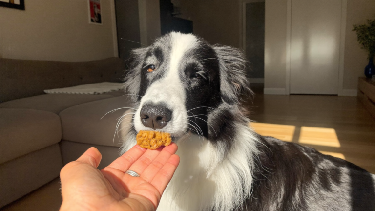 Antinol for Dogs: What It Does and How Well It Works