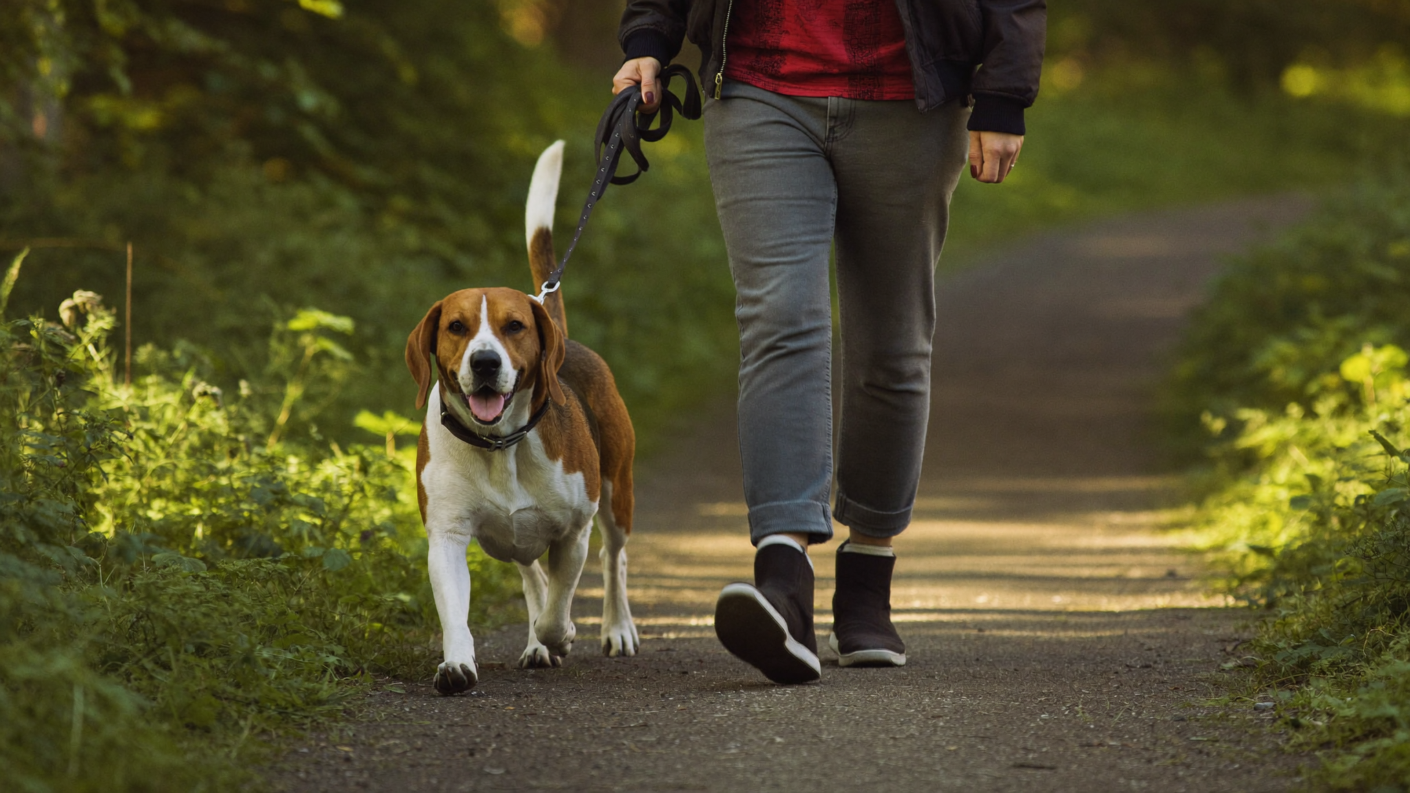 VetIQ Hip and Joint: What It Does and How Well It Works