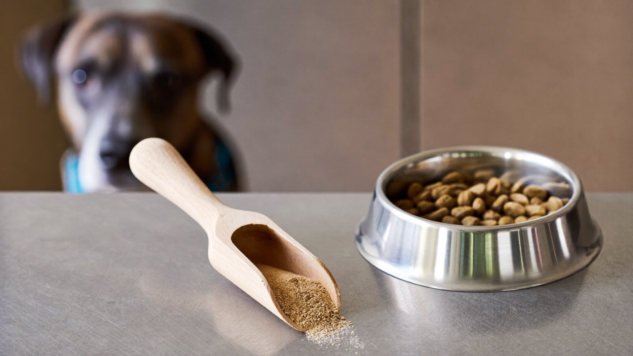 Methylsulfonylmethane for Dogs: What It Actually Does